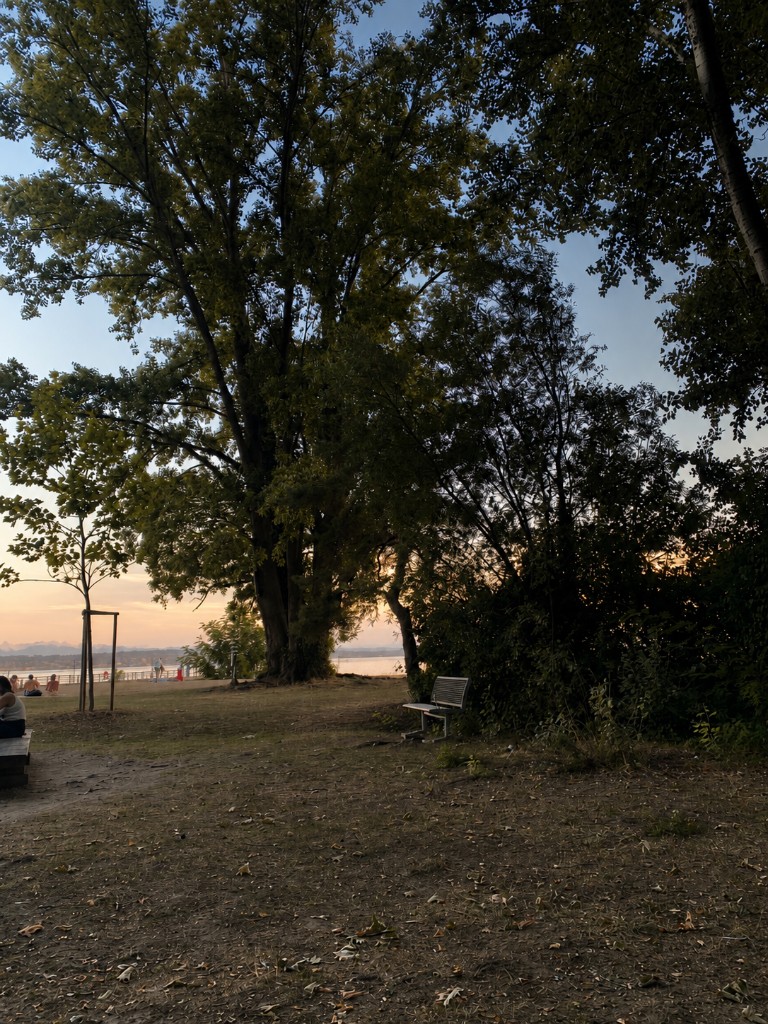 Banc de parc au bord du lac de Neuchâtel, sous les arbres, au crépuscule.